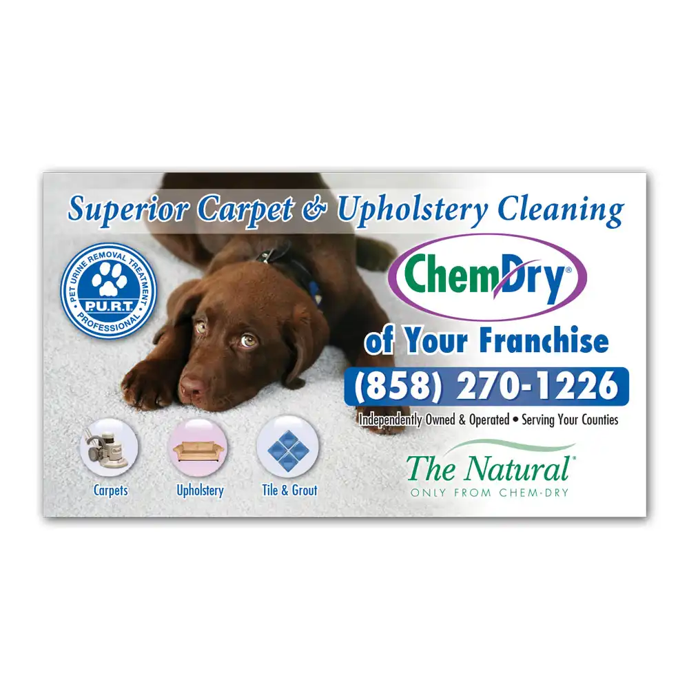 Front view of a custom printed ChemDry business card with chocolate lab laying on white clean carpet