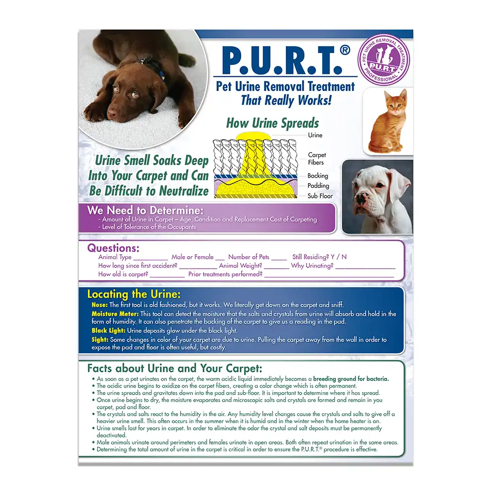 Front view of a custom printed ChemDry flyer with pets on the front and information on PURT process